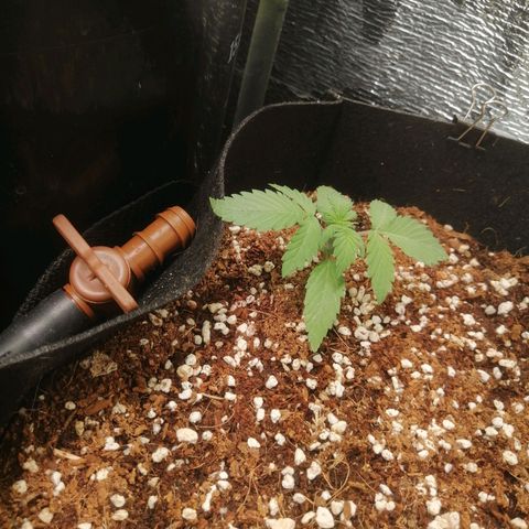 Big Devil Auto growlog timeline photo