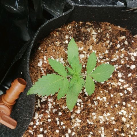 Big Devil Auto growlog timeline photo