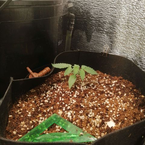 Big Devil Auto growlog timeline photo