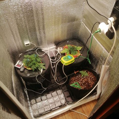 Big Devil Auto growlog timeline photo