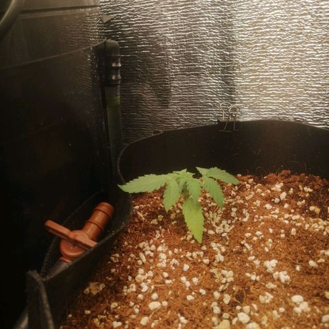 Big Devil Auto growlog timeline photo