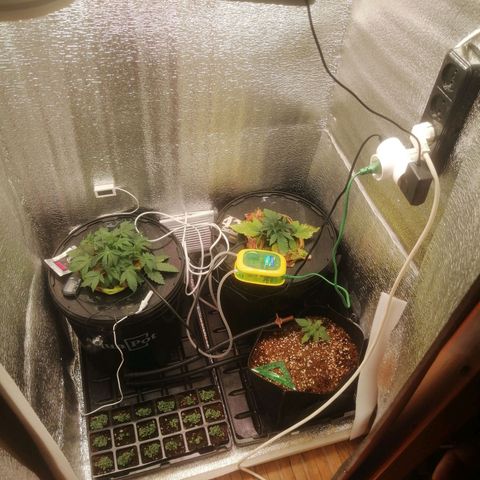 Big Devil Auto growlog timeline photo