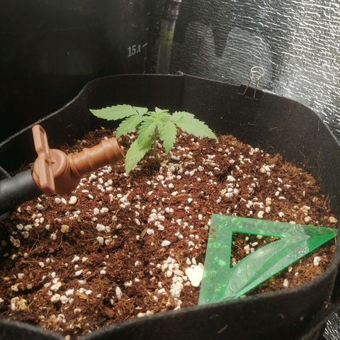 Big Devil Auto growlog photo: Косяк, как и с Гориллой