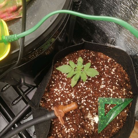 Big Devil Auto growlog photo: Косяк, как и с Гориллой