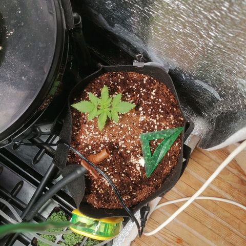 Big Devil Auto growlog timeline photo