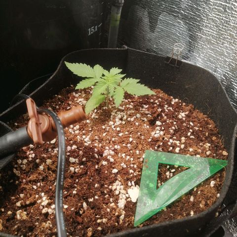 Big Devil Auto growlog timeline photo