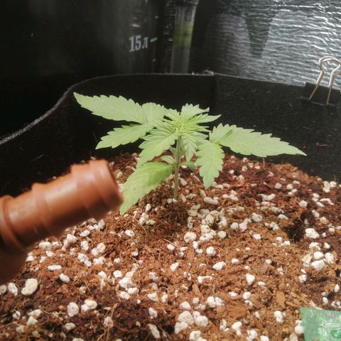 Big Devil Auto growlog timeline photo