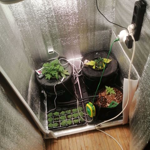 Big Devil Auto growlog timeline photo