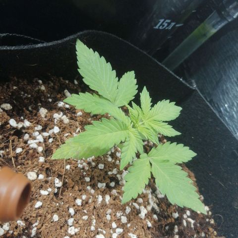 Big Devil Auto growlog timeline photo
