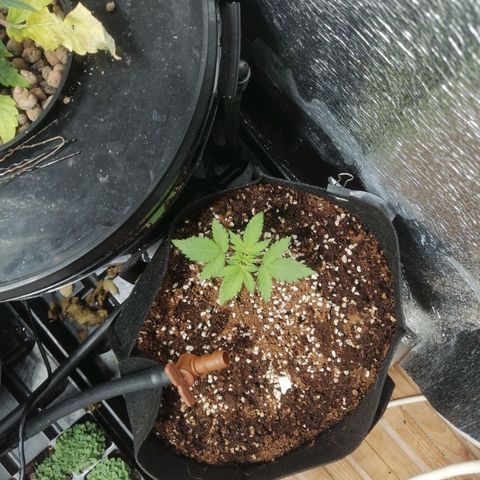 Big Devil Auto growlog timeline photo