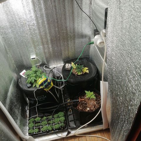 Big Devil Auto growlog timeline photo