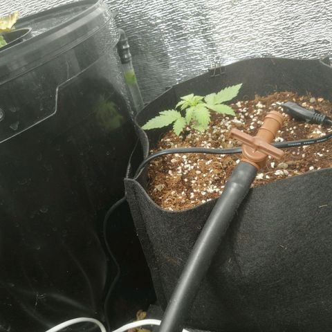 Big Devil Auto growlog timeline photo