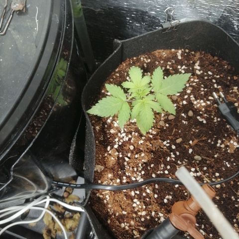 Big Devil Auto growlog timeline photo