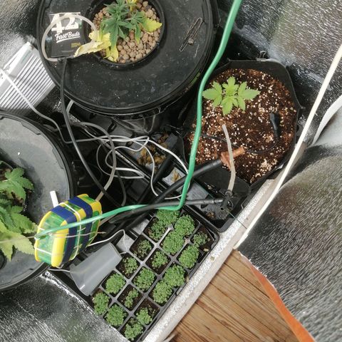 Big Devil Auto growlog timeline photo
