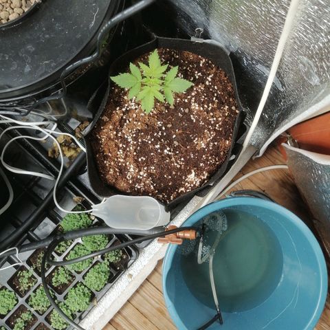 Big Devil Auto growlog timeline photo