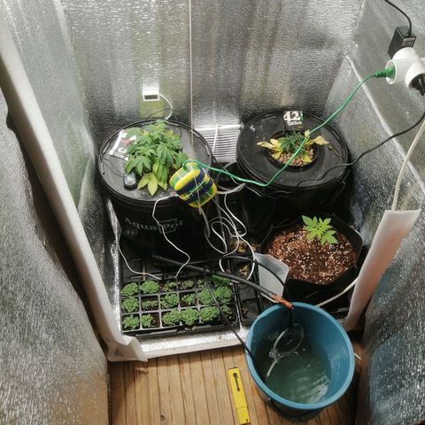 Big Devil Auto growlog timeline photo