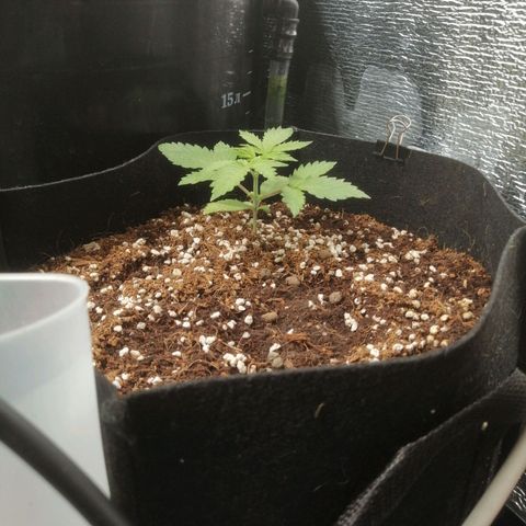 Big Devil Auto growlog timeline photo