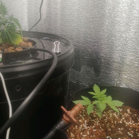 Big Devil Auto growlog timeline photo