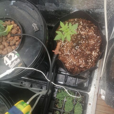 Big Devil Auto growlog timeline photo