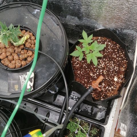 Big Devil Auto growlog timeline photo