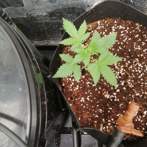 Big Devil Auto growlog timeline photo