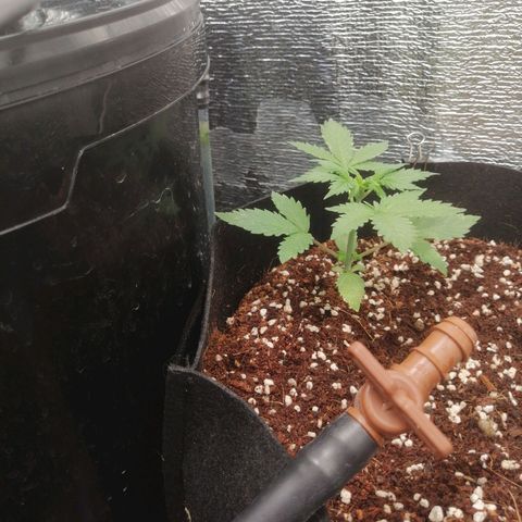 Big Devil Auto growlog timeline photo