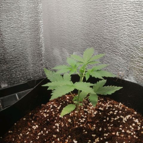Big Devil Auto growlog timeline photo