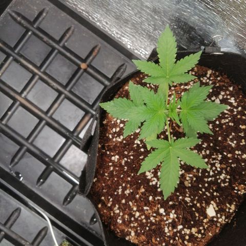 Big Devil Auto growlog timeline photo