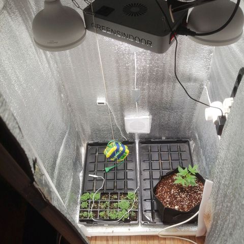 Big Devil Auto growlog timeline photo