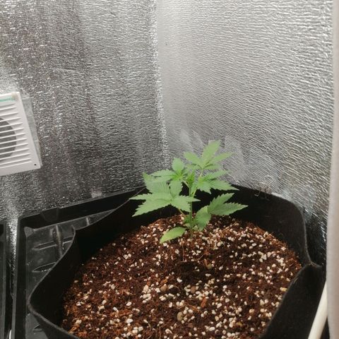 Big Devil Auto growlog timeline photo