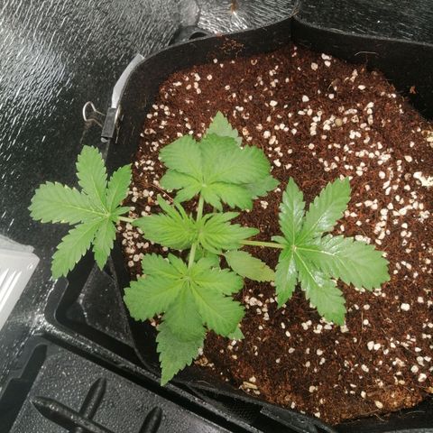 Big Devil Auto growlog timeline photo