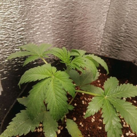 Big Devil Auto growlog timeline photo