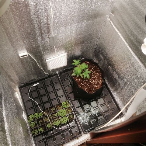 Big Devil Auto growlog timeline photo