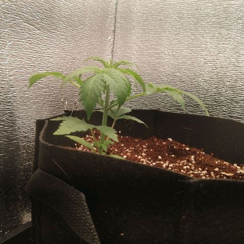Big Devil Auto growlog timeline photo