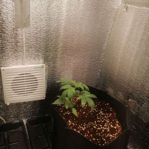 Big Devil Auto growlog timeline photo