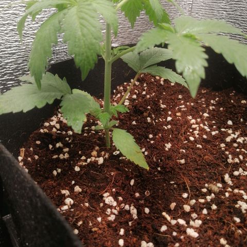 Big Devil Auto growlog timeline photo