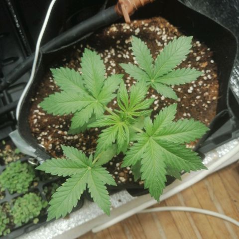 Big Devil Auto growlog timeline photo