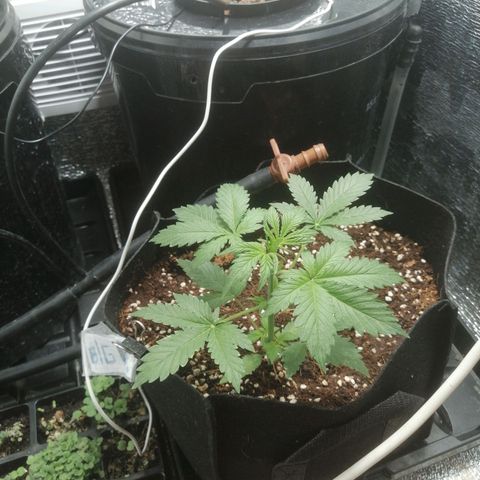 Big Devil Auto growlog timeline photo