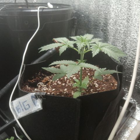 Big Devil Auto growlog timeline photo