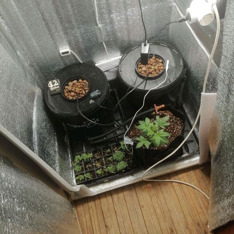 Big Devil Auto growlog timeline photo
