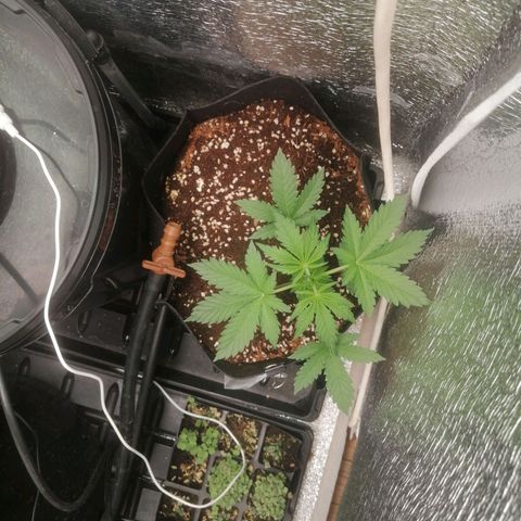 Big Devil Auto growlog timeline photo
