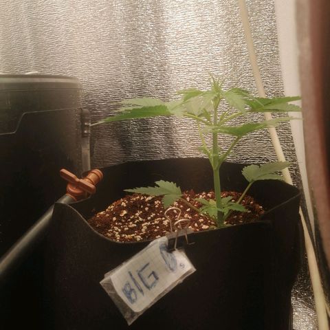 Big Devil Auto growlog timeline photo