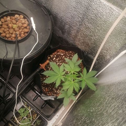 Big Devil Auto growlog timeline photo