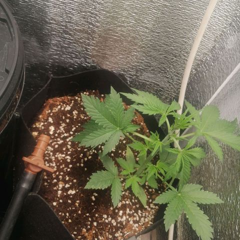 Big Devil Auto growlog timeline photo