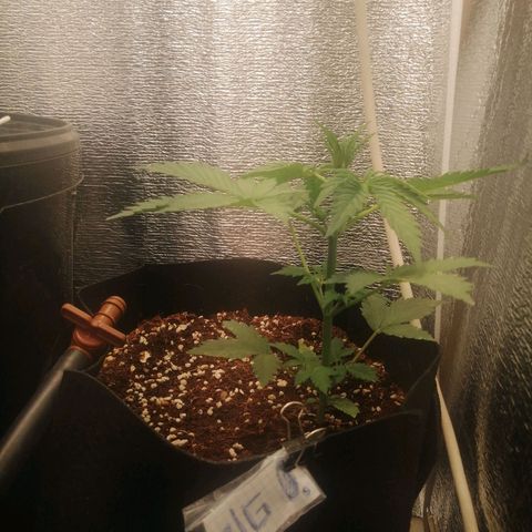Big Devil Auto growlog timeline photo