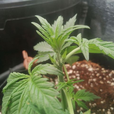 Big Devil Auto growlog timeline photo
