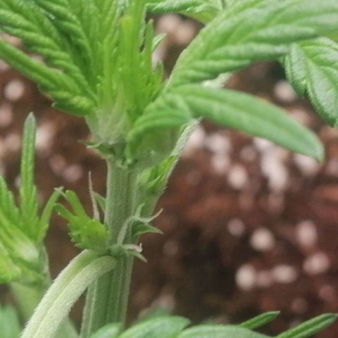 Big Devil Auto growlog timeline photo