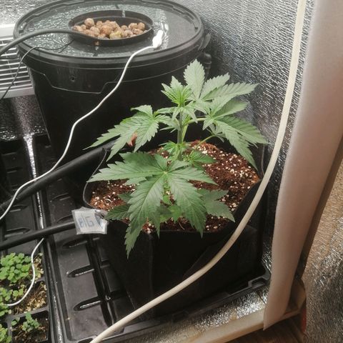 Big Devil Auto growlog timeline photo