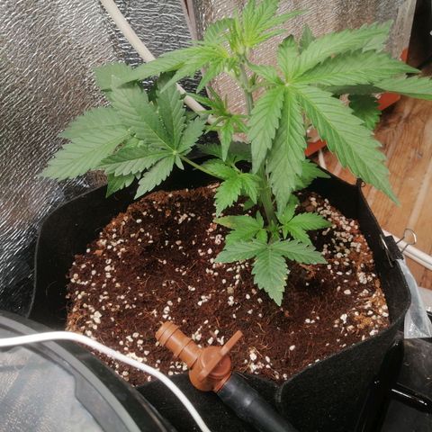 Big Devil Auto growlog timeline photo