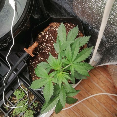 Big Devil Auto growlog timeline photo